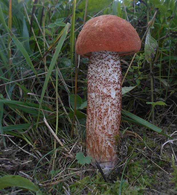 kozák dubový Leccinum aurantiacum (Bull.) Gray