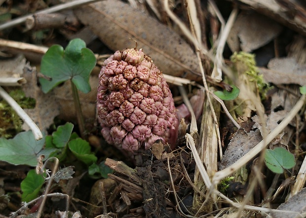 deväťsil lekársky Petasites hybridus (L.) P. Gaertn., B. Mey. et Scherb.