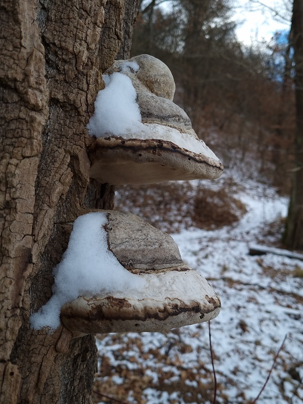 práchnovec kopytovitý Fomes fomentarius (L.) J.J. Kickx