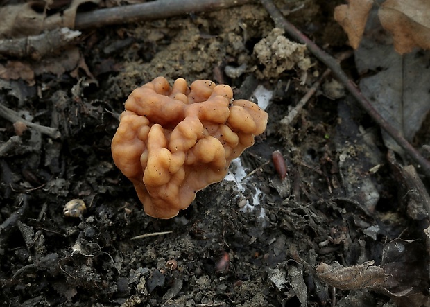 ušiak obrovský Gyromitra gigas (Krombh.) Cooke