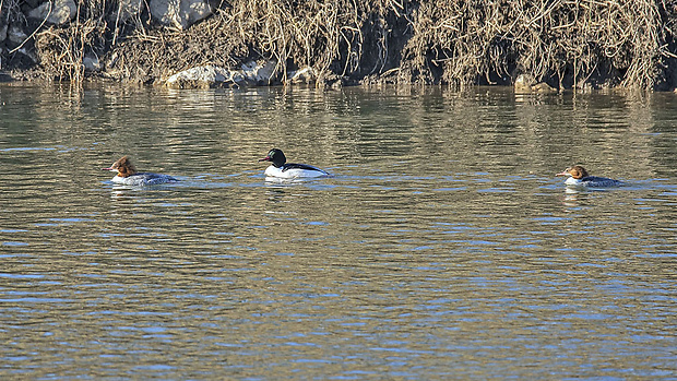 potápač veľký  Mergus merganser