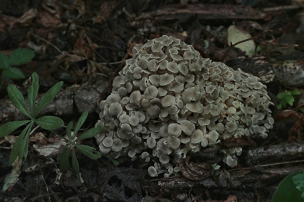 trúdnik klobúčkatý Polyporus umbellatus (Pers.) Fr.