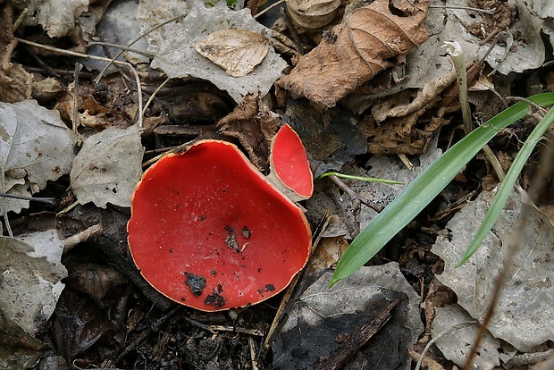 ohnivec Sarcoscypha sp.