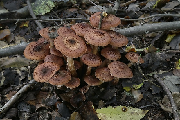 podpňovka Armillaria sp.