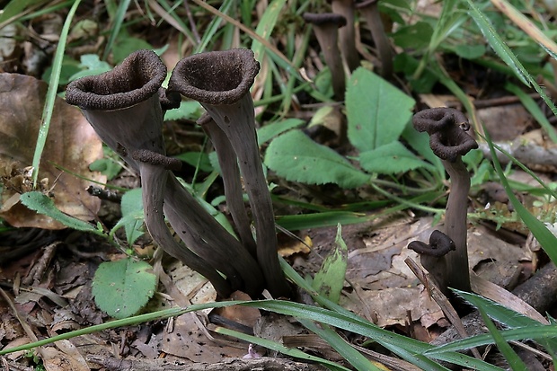 lievik trúbkovitý Craterellus cornucopioides (L.) Pers.