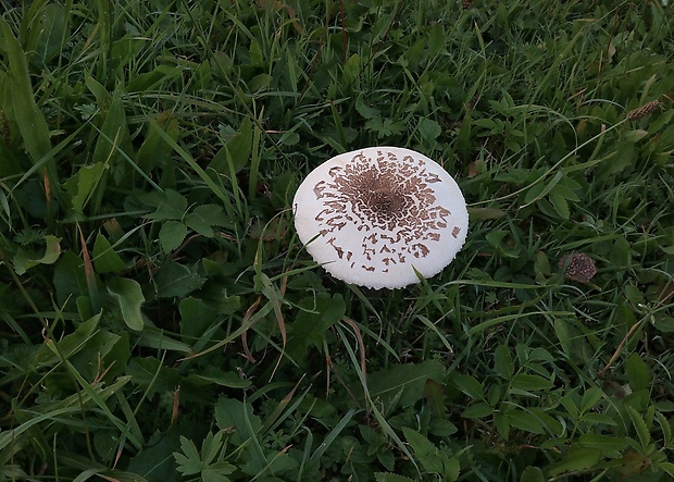 bedľa Konradova Macrolepiota konradii (Huijsman ex P.D. Orton) M.M. Moser