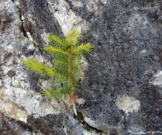 smrek obyčajný Picea abies (L.) H. Karst.