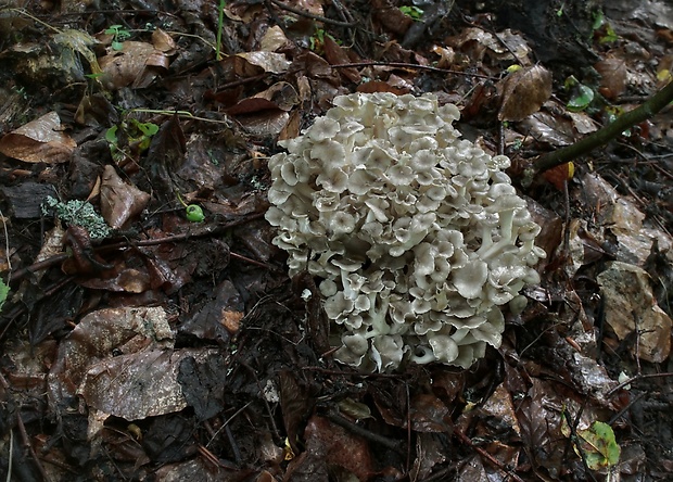 trúdnik klobúčkatý Polyporus umbellatus (Pers.) Fr.