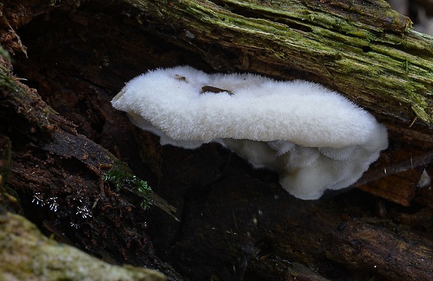 šťavnatec krehký Postia fragilis (Fr.) Jülich