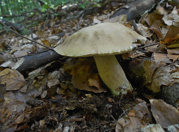 hríb dubový Boletus reticulatus Schaeff.