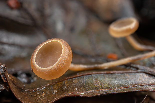 jahňadka obyčajná Ciboria amentacea (Balb.) Fuckel