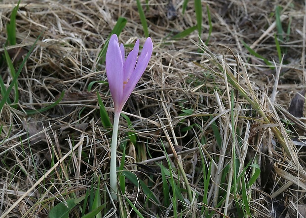 jesienka obyčajná Colchicum autumnale