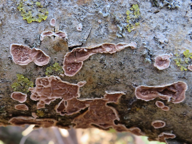 pukavec rozložitý Cylindrobasidium evolvens (Fr.) Jülich