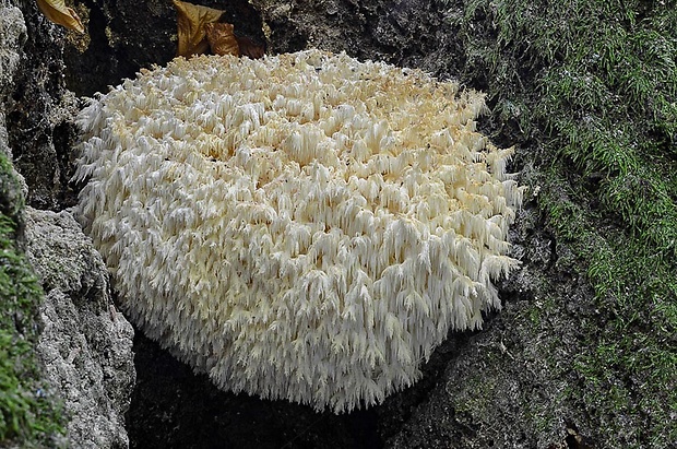 koralovec bukový Hericium coralloides (Scop.) Pers.