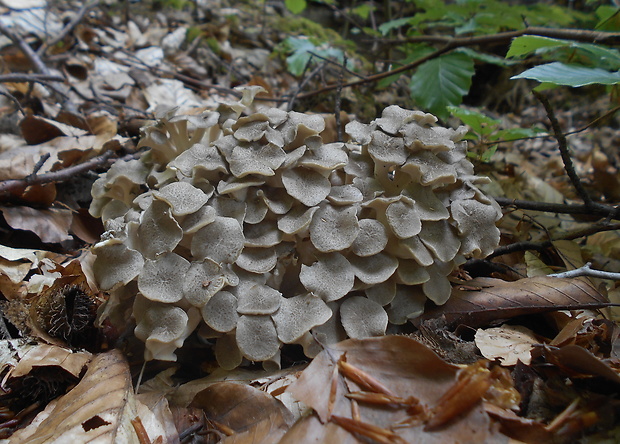 trúdnik klobúčkatý Polyporus umbellatus (Pers.) Fr.