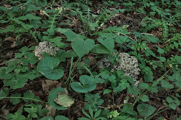 trúdnik klobúčkatý Polyporus umbellatus (Pers.) Fr.