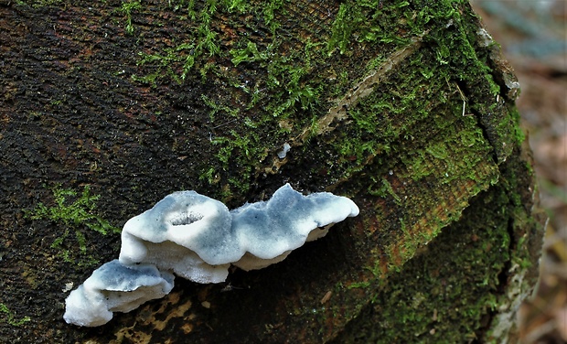 šťavnatec modrastý Cyanosporus caesius (Schrad.) McGinty