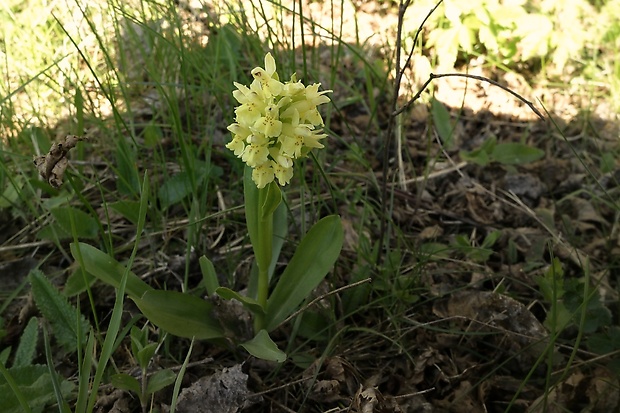 vstavačovec bazový Dactylorhiza sambucina (L.) Soó