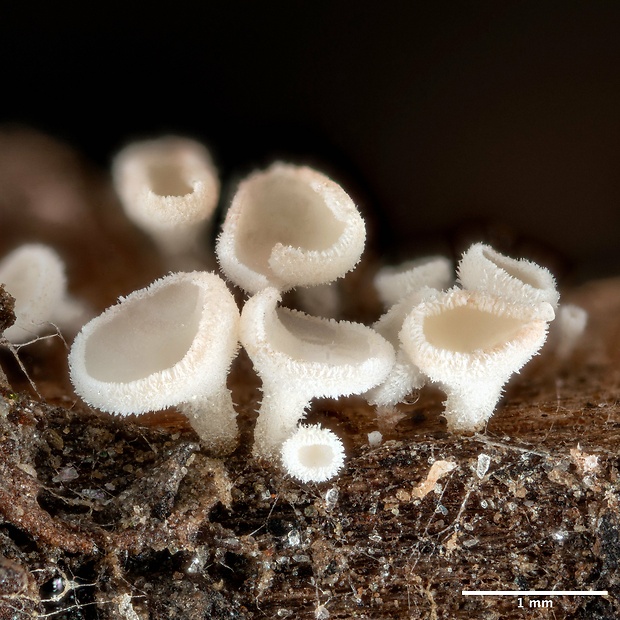 lachnetka Lachnum sp.