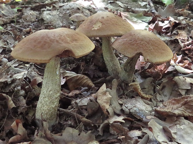 kozák hrabový Leccinum pseudoscabrum (Kallenb.) Šutara