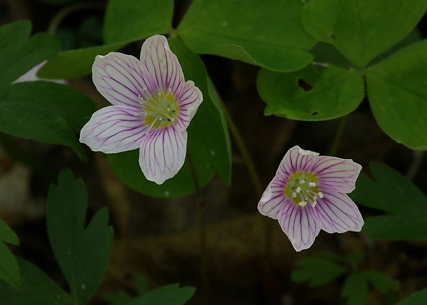 kyslička obyčajná Oxalis acetosella L.