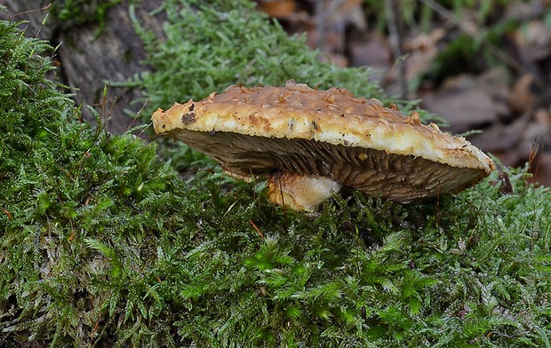 šupinovka zlatozávojová Pholiota aurivella (Batsch) P. Kumm.