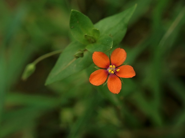 drchnička roľná Anagallis arvensis L.