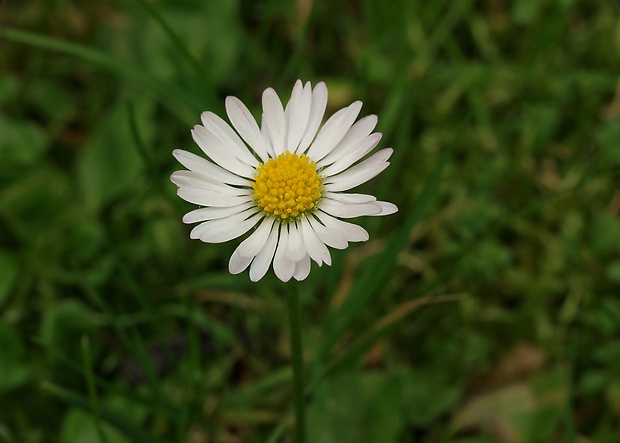 sedmokráska obyčajná Bellis perennis L.