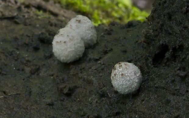 hnojník ovinutý Coprinopsis laanii (Kits van Wav.) Redhead, Vilgalys & Moncalvo