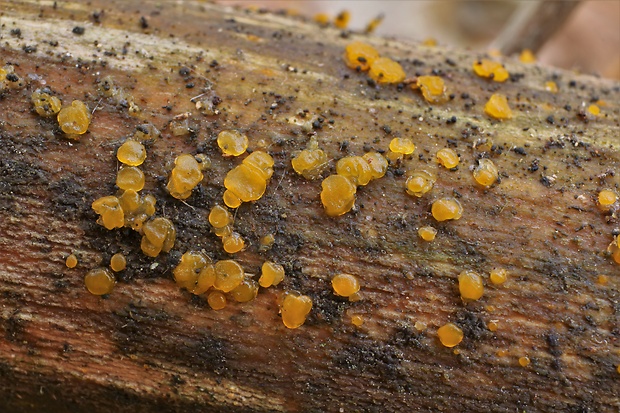 slzovec Dacrymyces sp.