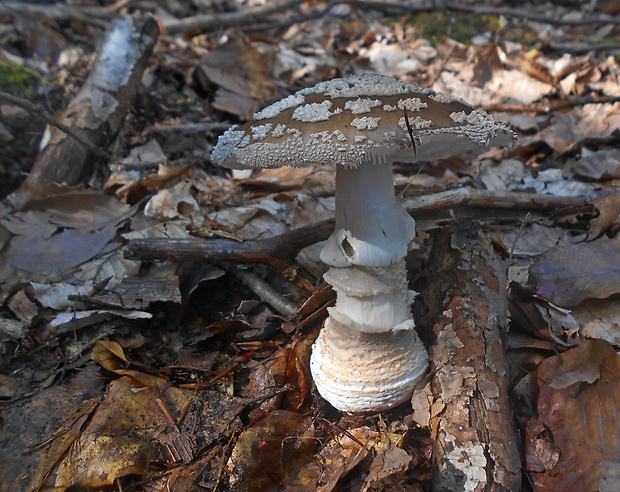 muchotrávka hrubá Amanita excelsa (Fr.) Bertill.