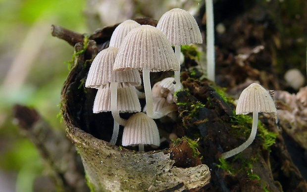 hnojník rozsiaty Coprinellus disseminatus (Pers.) J.E. Lange