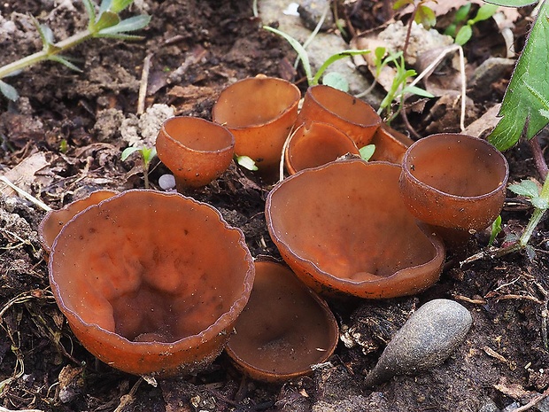 hľuznatka veternicová Dumontinia tuberosa (Bull.) L.M. Kohn