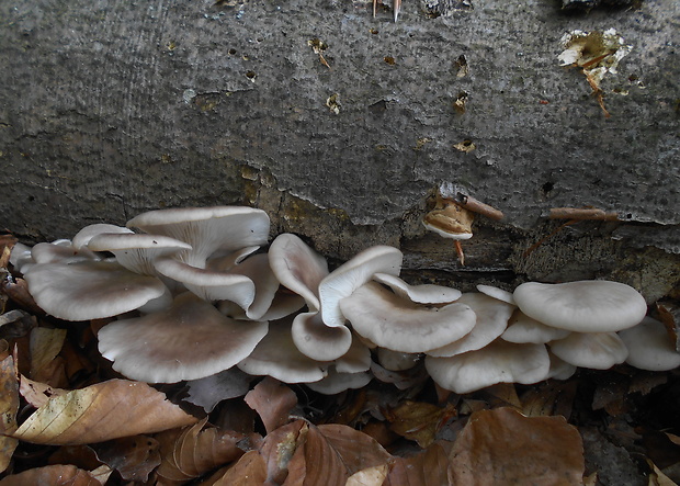 hliva buková Pleurotus pulmonarius (Fr.) Quél.