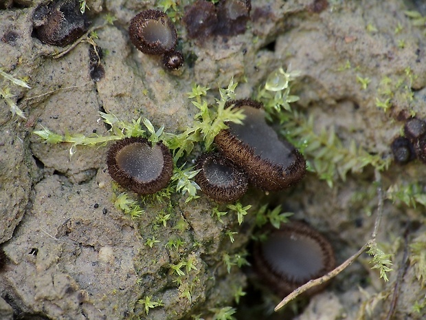 trichoféa Trichophaea sp.