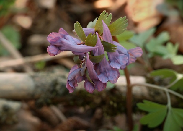 chochlačka plná Corydalis solida (L.) Clairv.