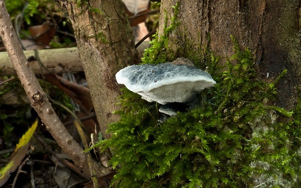 šťavnatec jelšový Cyanosporus alni (Niemelä & Vampola) B.K. Cui, L.L. Shen & Y.C. Dai