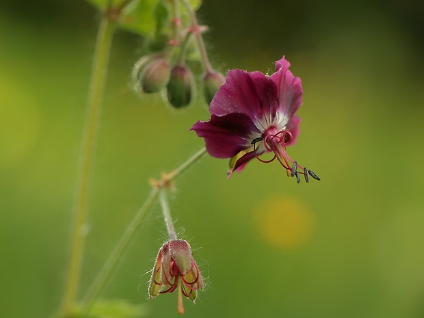 pakost hnedočervený Geranium phaeum L.