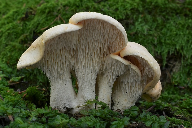 jelenka poprehýbaná Hydnum repandum L.