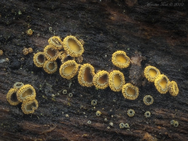 lachnetka vosková Neodasyscypha cerina (Pers.) Spooner