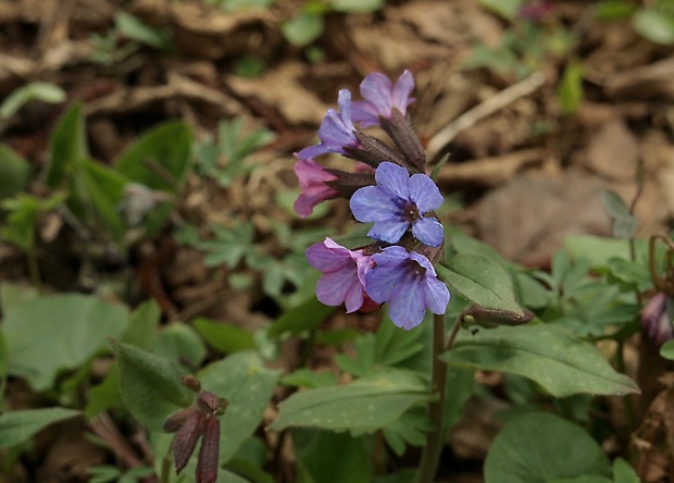 pľúcnik lekársky Pulmonaria officinalis L.