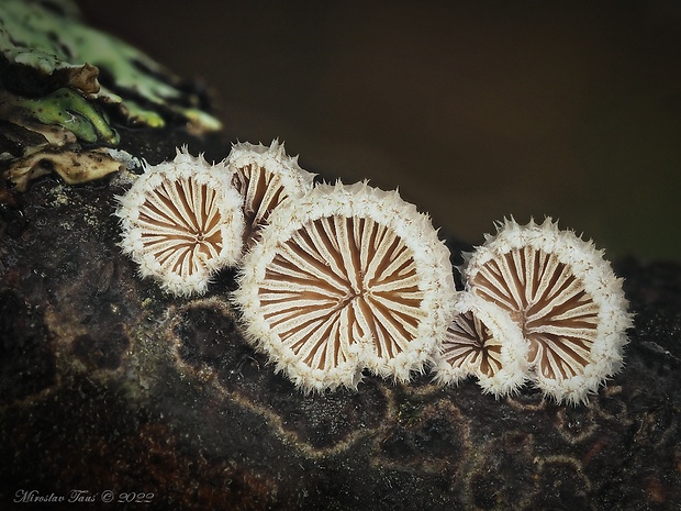 klanolupeňovka obyčajná Schizophyllum commune Fr.