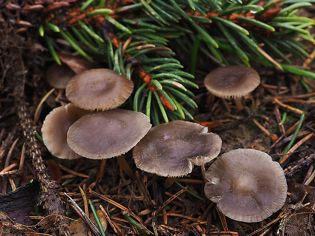 peniazočka smreková Strobilurus esculentus (Wulfen) Singer