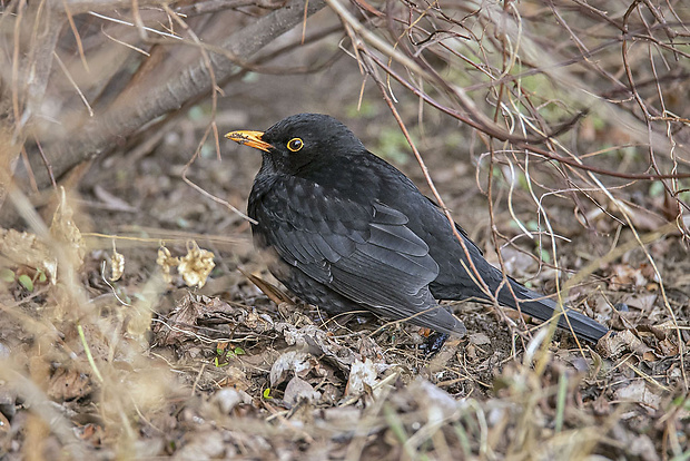 drozd čierny Turdus merula