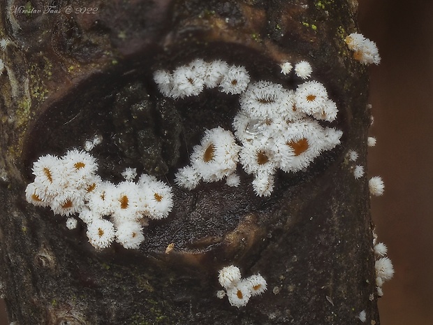 lachnetka Capitotricha sp.