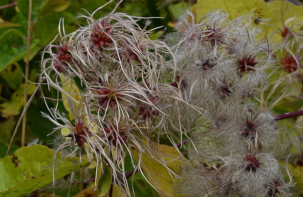 plamienok plotný Clematis vitalba L.