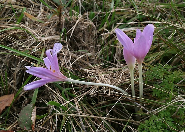 jesienka obyčajná Colchicum autumnale