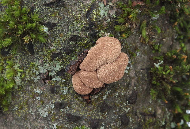 dutinovka otrubnatá Encoelia furfuracea (Roth) P. Karst.