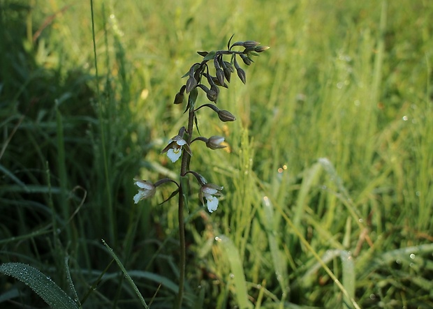 kruštík močiarny Epipactis palustris (L.) Crantz