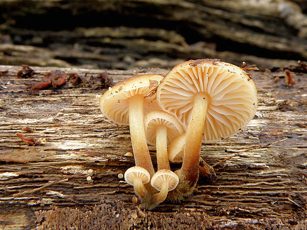 plamienka Flammulina sp.